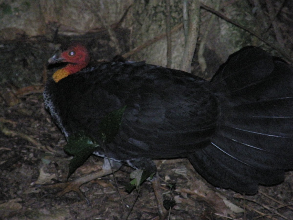 Australian Brushturkey - ML177511211