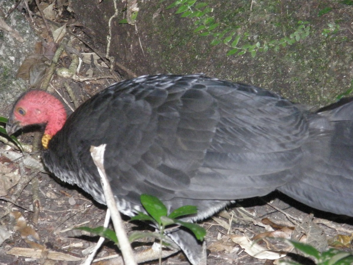 Australian Brushturkey - ML177511221