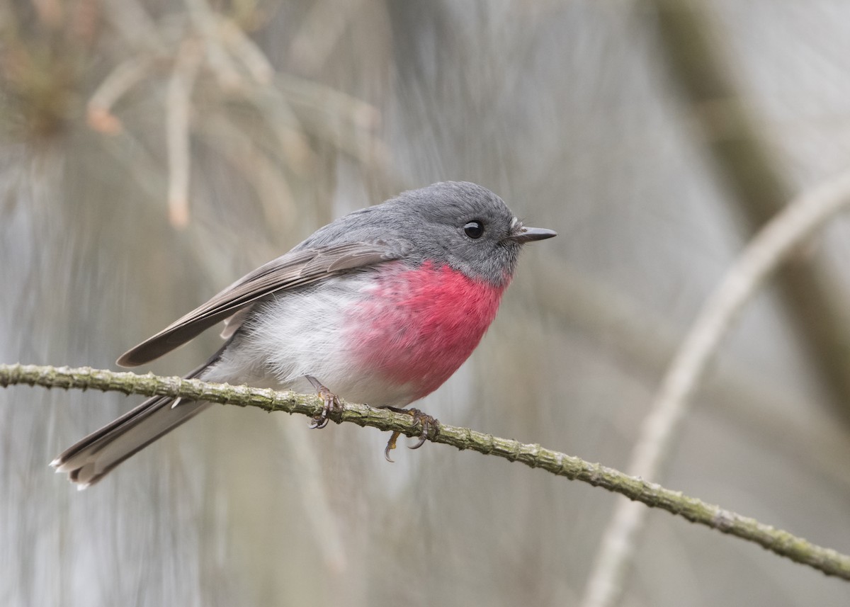 Rose Robin - Lucas Brook