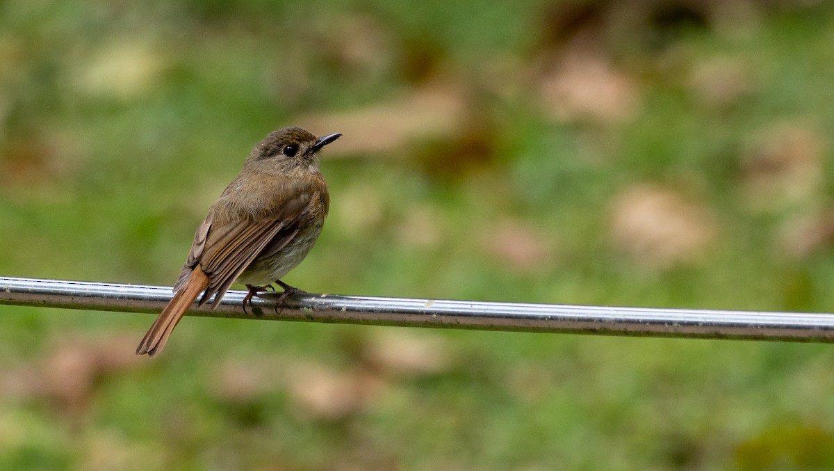 Fulvous-chested Jungle Flycatcher - ML177511551