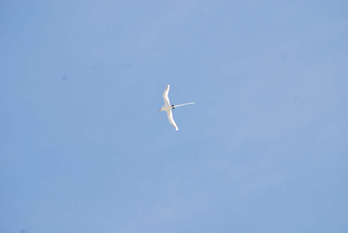 White-tailed Tropicbird - Raymond Bemish