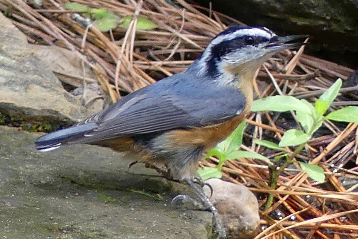 Red-breasted Nuthatch - ML177512661