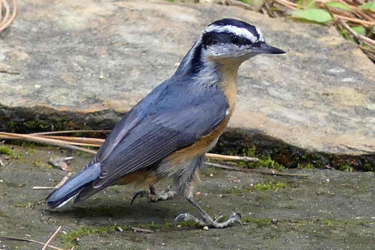 Red-breasted Nuthatch - ML177512671