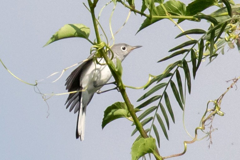 Blue-gray Gnatcatcher - Ashley Bradford