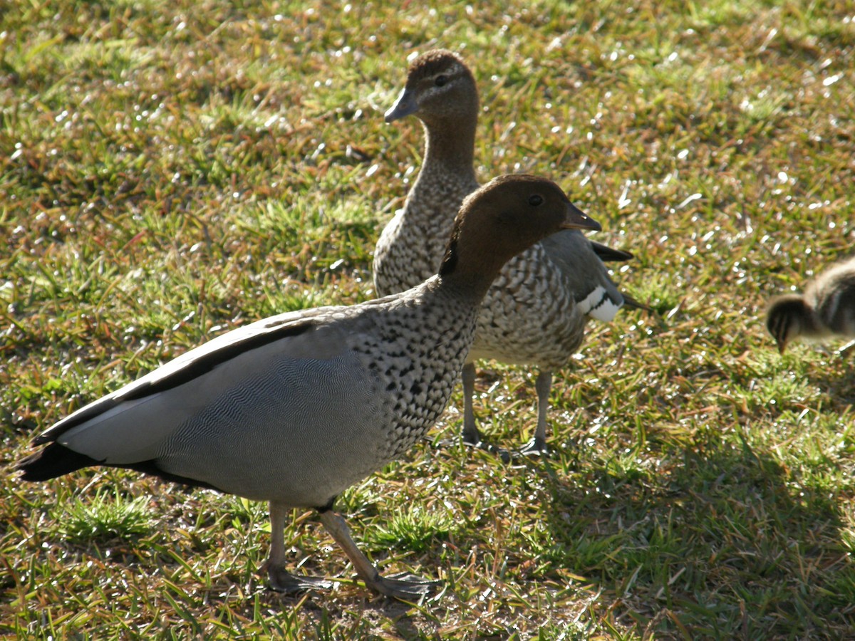 Maned Duck - ML177515151