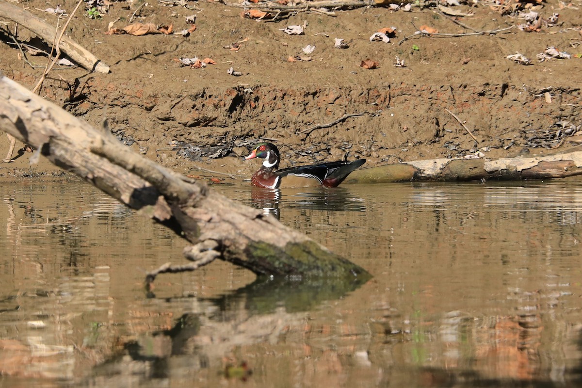 Wood Duck - ML177515981