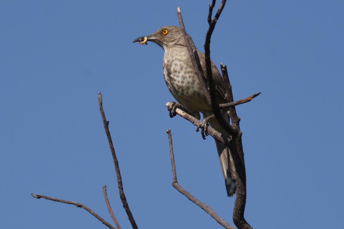 Curve-billed Thrasher - ML177516481