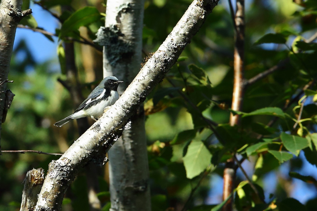 Black-throated Blue Warbler - ML177517091