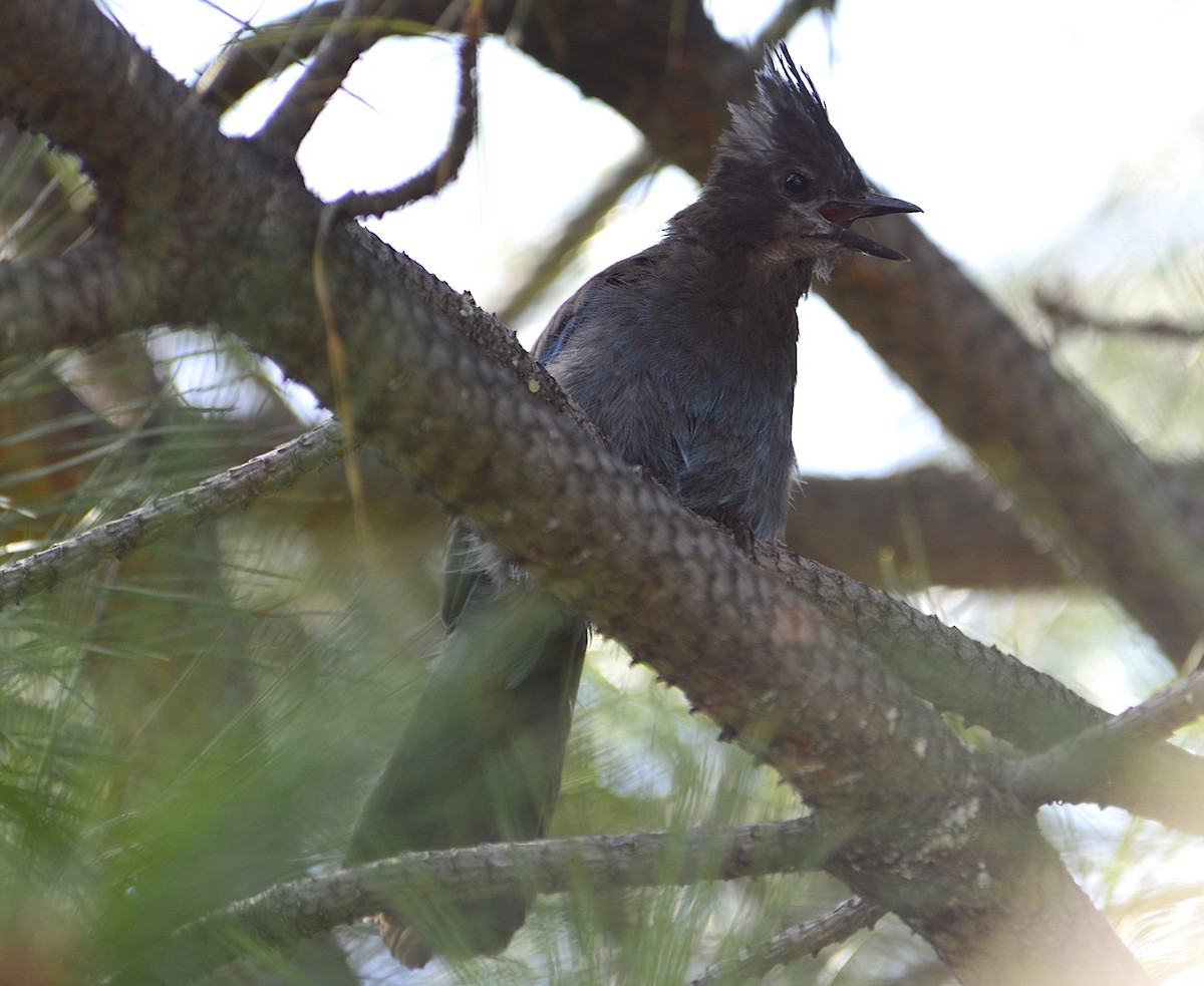 Steller's Jay - ML177520571