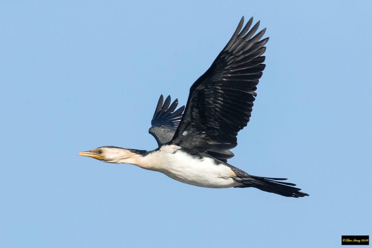 Little Pied Cormorant - ML177521181