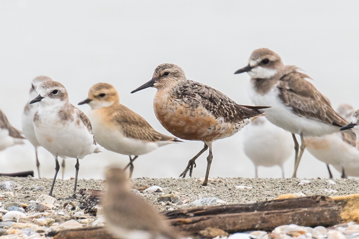 Red Knot - ML177522081