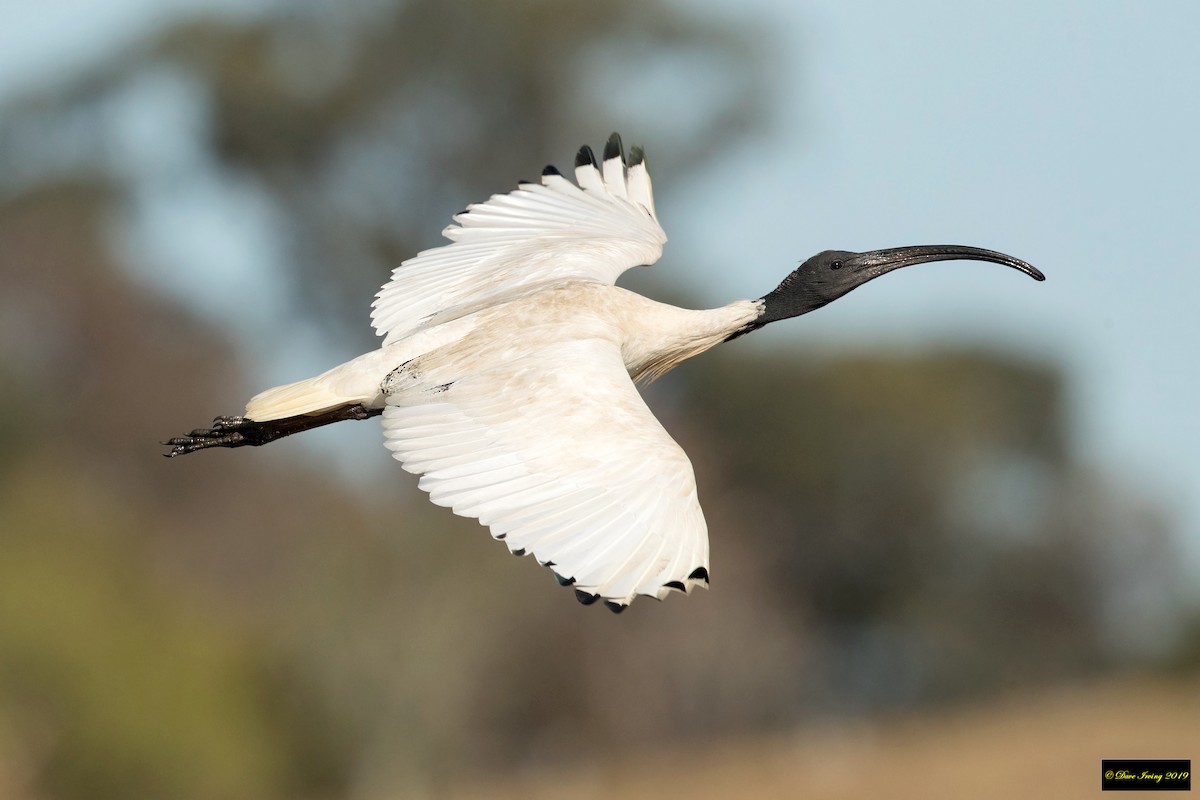 Australian Ibis - ML177522691