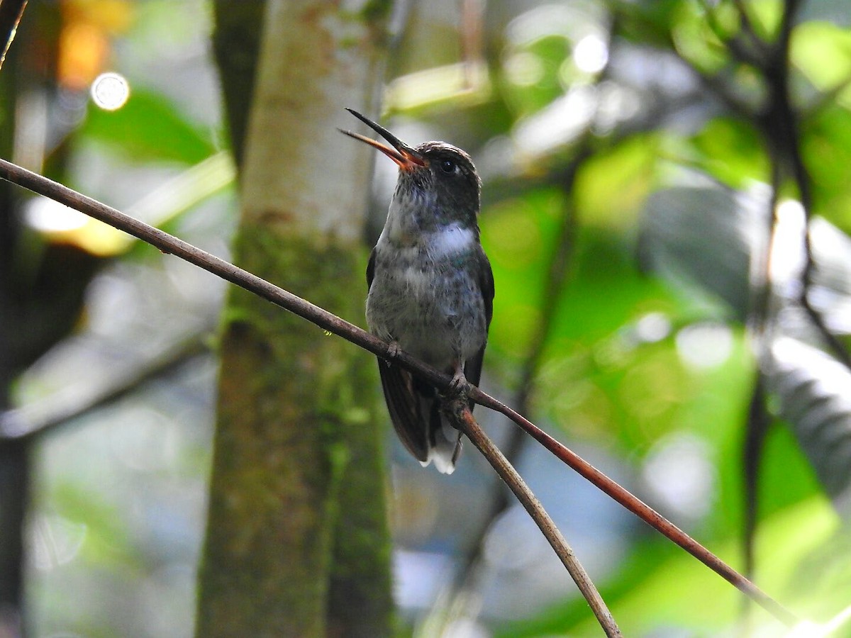 Ecuadorian Piedtail - ML177524201