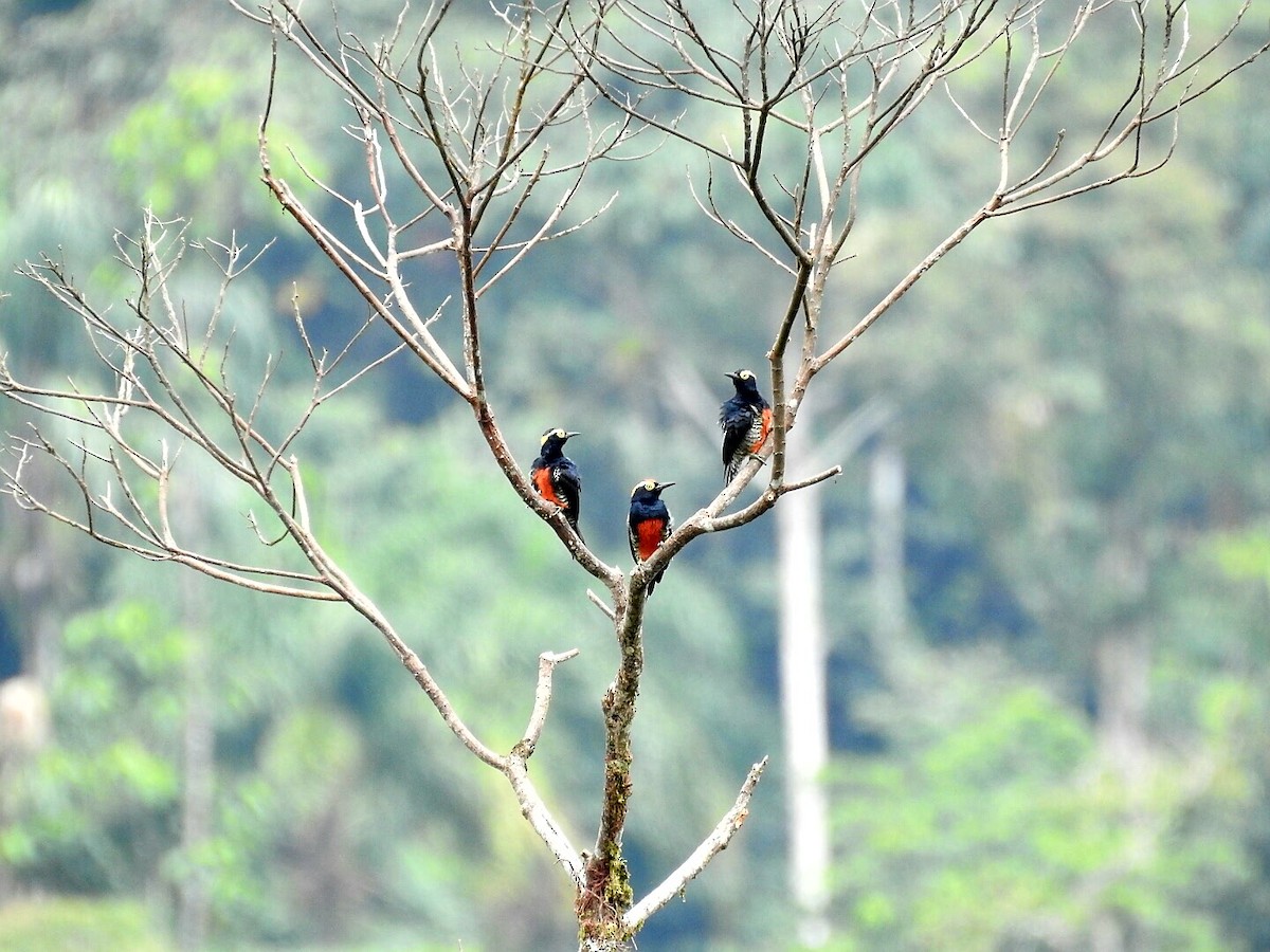 Yellow-tufted Woodpecker - ML177524631