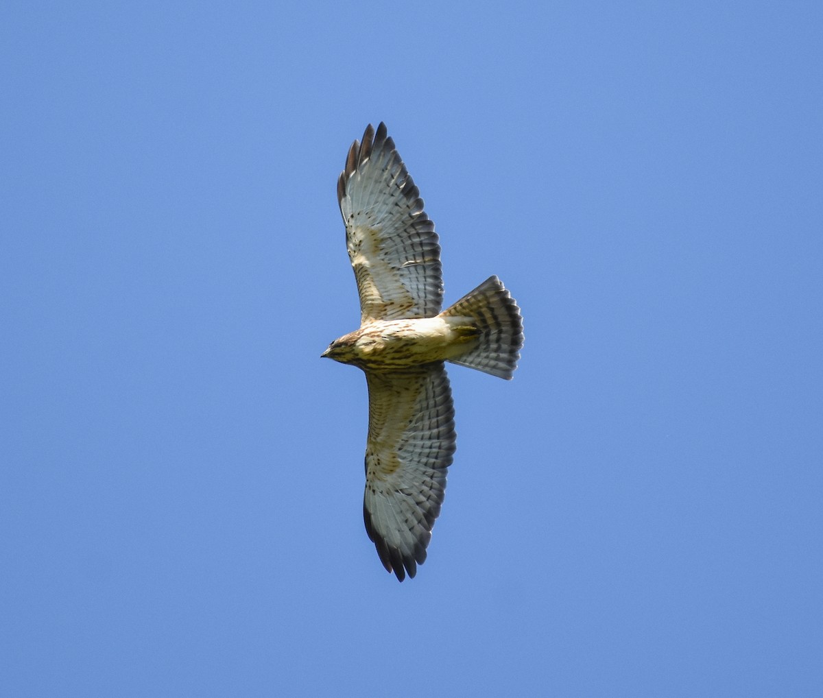 Broad-winged Hawk - ML177524811