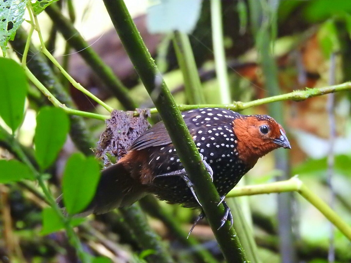 Perlmanteltapaculo - ML177526181