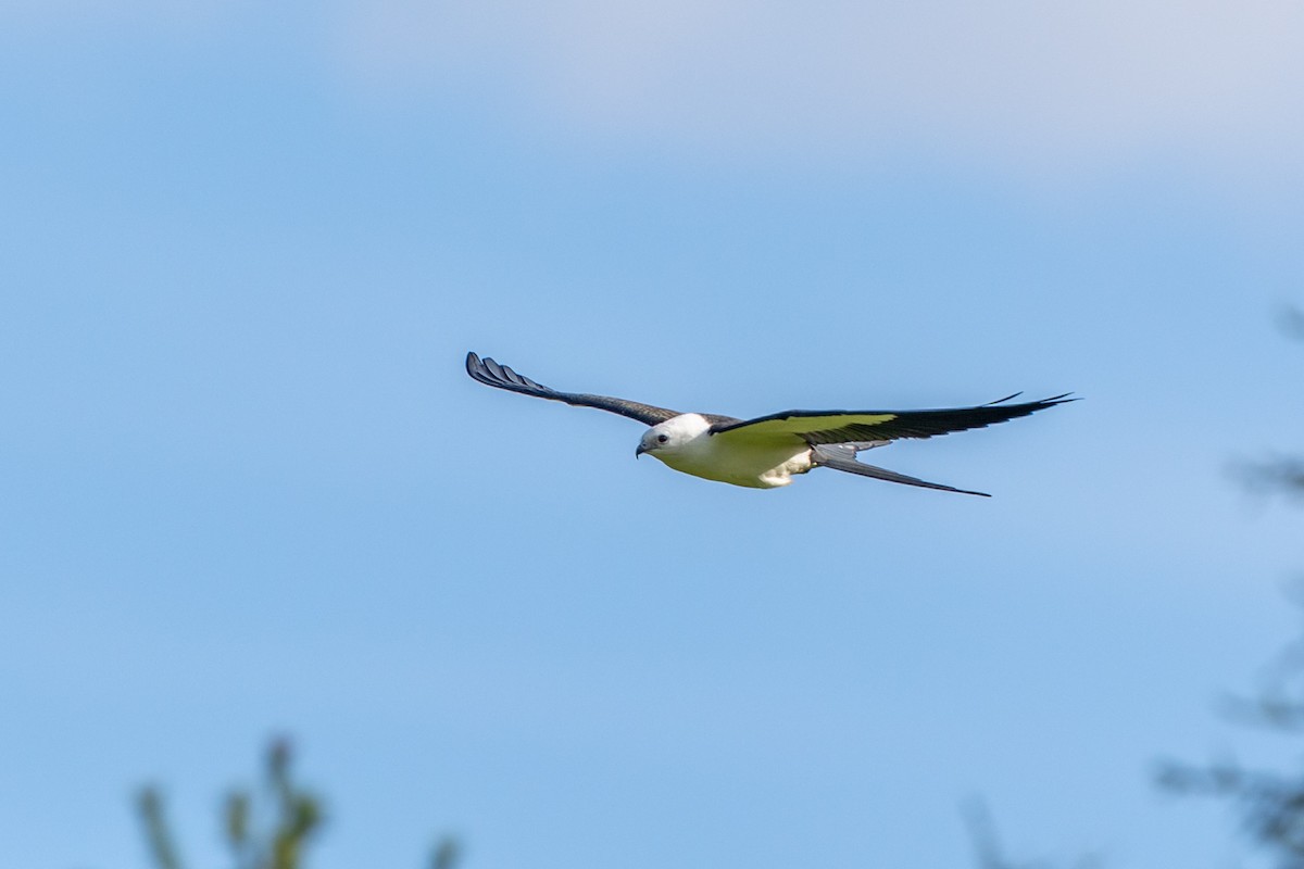 Swallow-tailed Kite - ML177526261