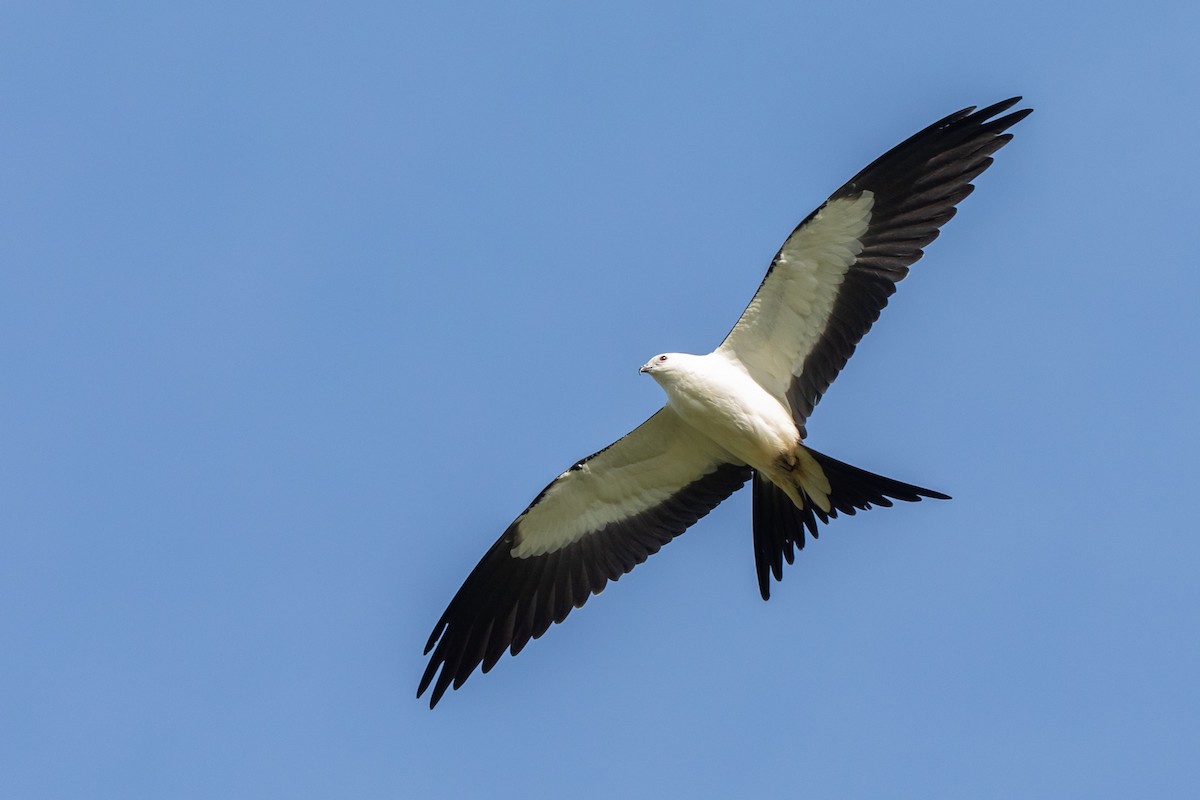 Swallow-tailed Kite - ML177526281