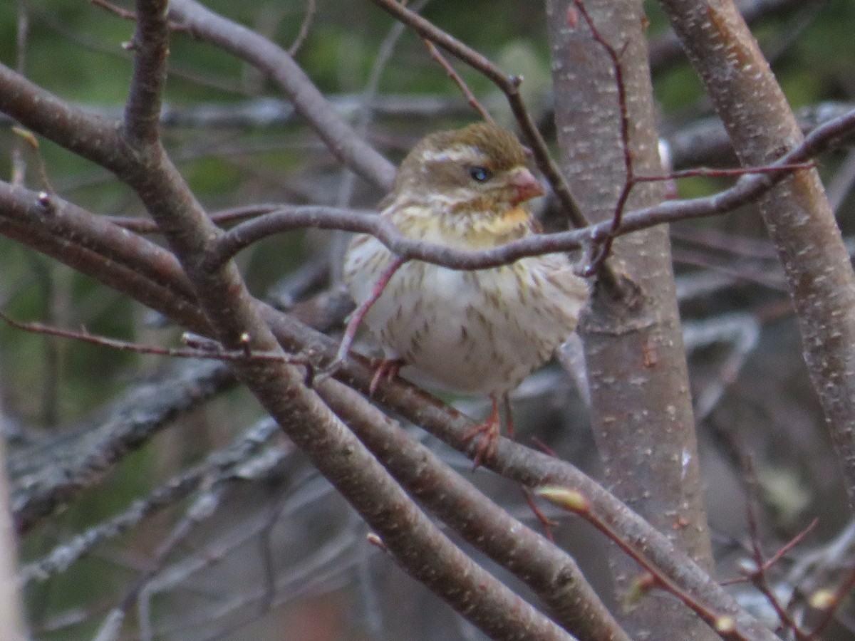 Purple Finch - Tim Cameron