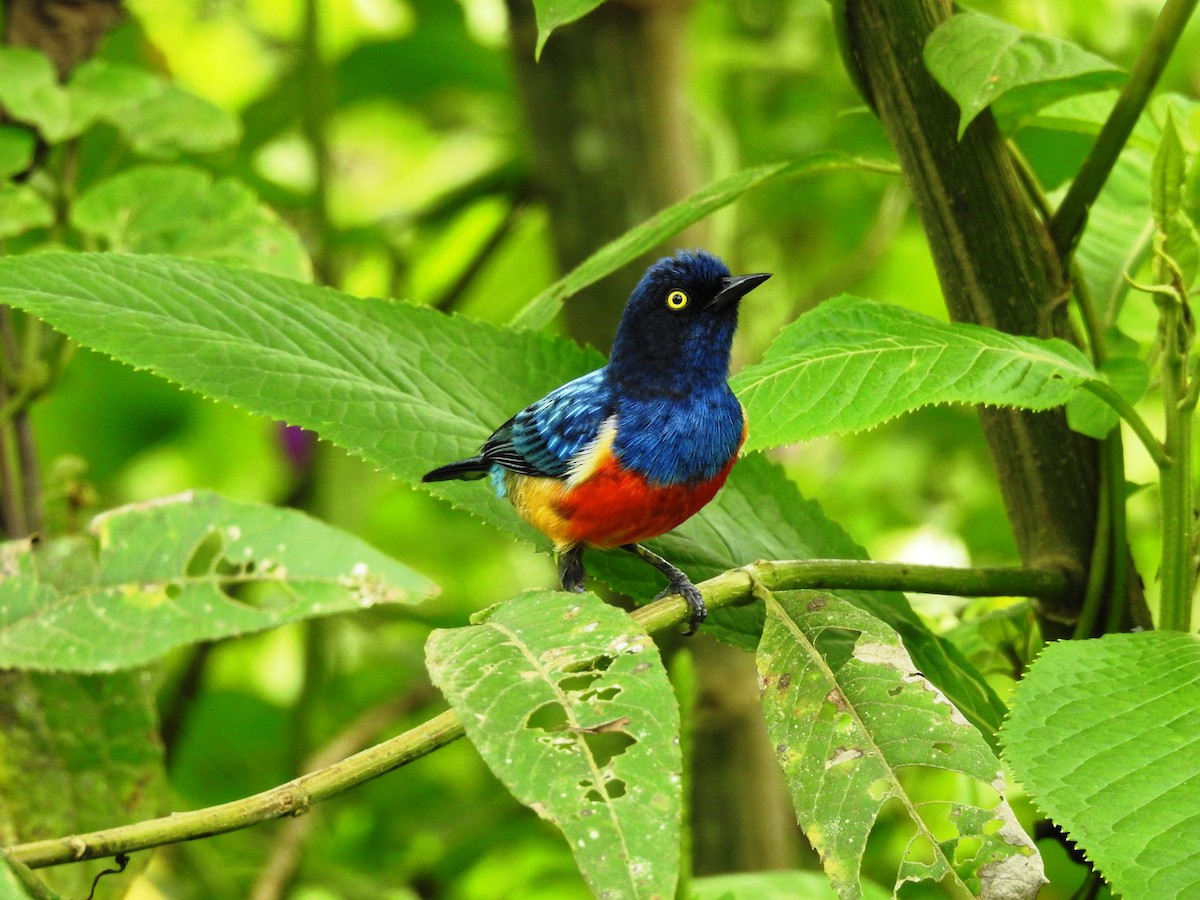 Scarlet-breasted Dacnis - Marcelo Quipo