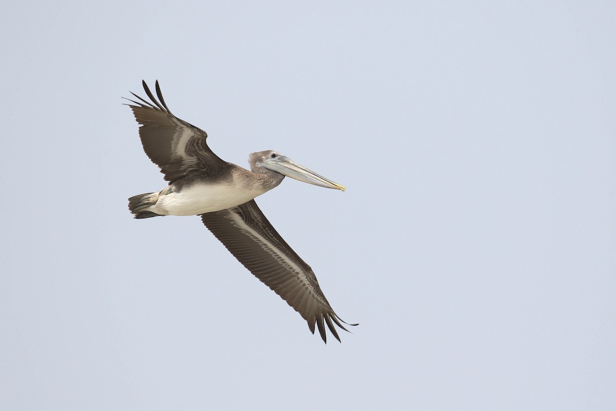 Brown Pelican - ML177529751