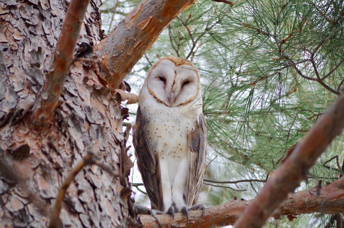 American Barn Owl - Alex Patia