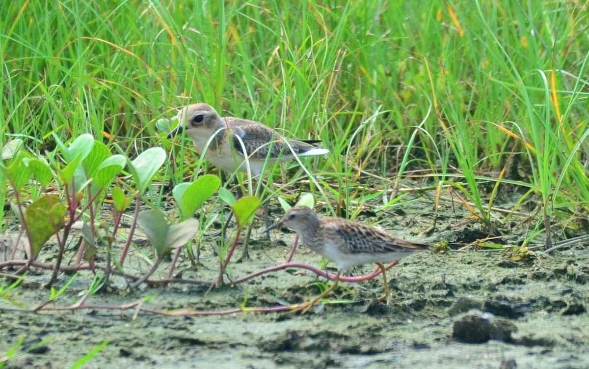 Long-toed Stint - ML177532671