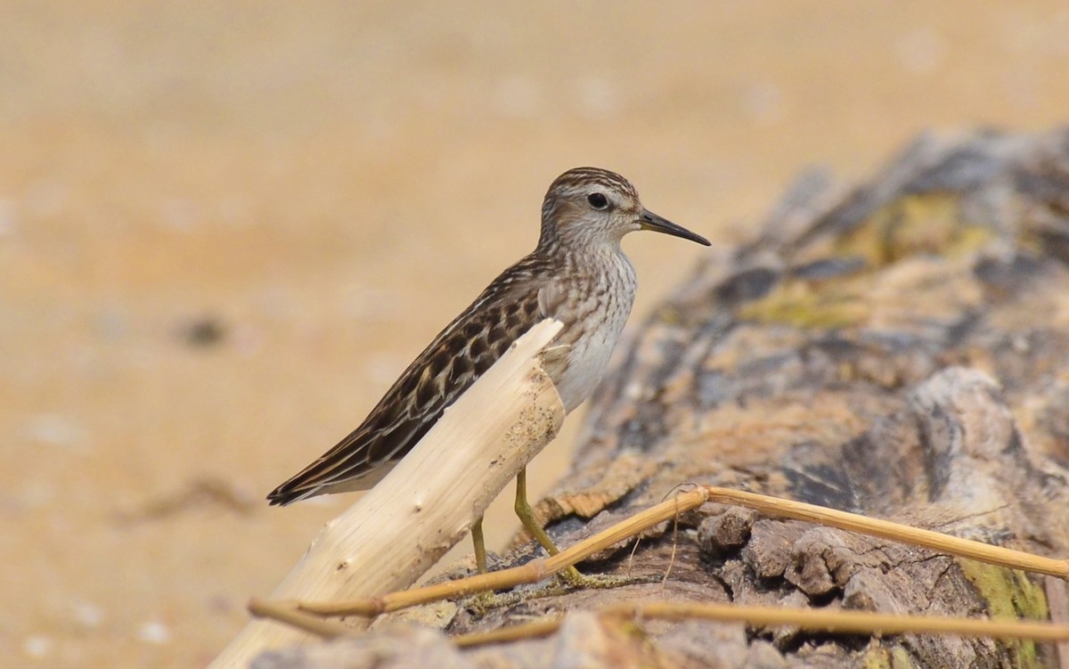 Long-toed Stint - Premchand Reghuvaran