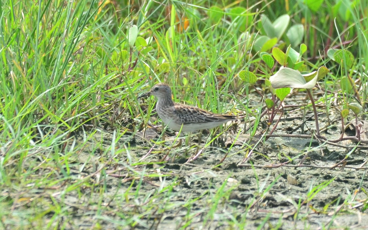 Long-toed Stint - ML177532711