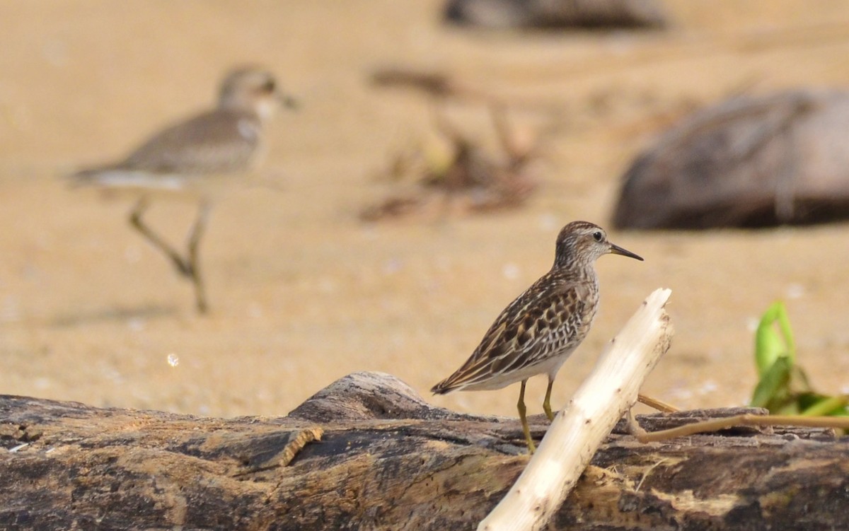 langtåsnipe - ML177532741