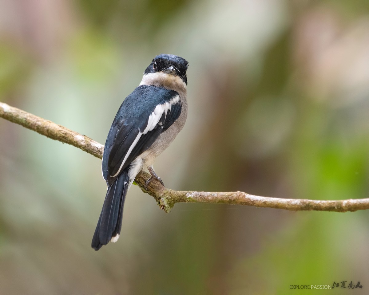 Bar-winged Flycatcher-shrike - ML177534051