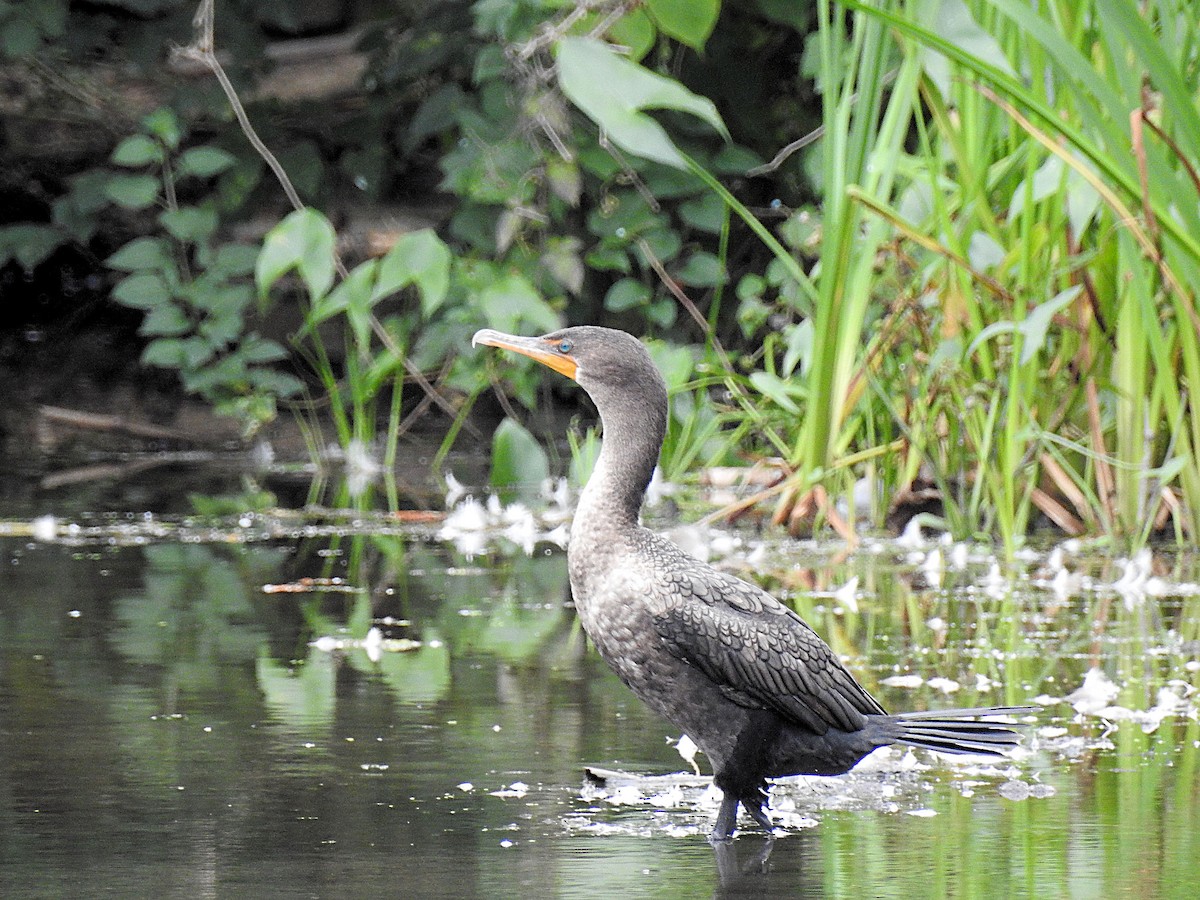 Double-crested Cormorant - ML177534301