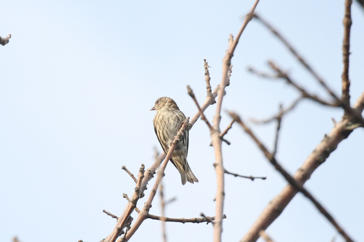 Pine Siskin - Geoffrey A. Williamson