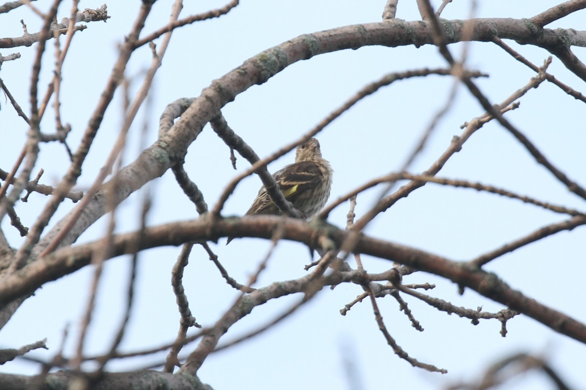 Pine Siskin - Geoffrey A. Williamson