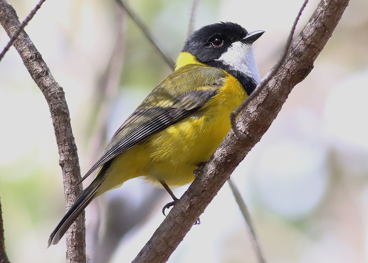 Golden Whistler - Kg Waldon