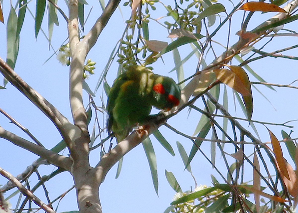 Musk Lorikeet - ML177536491