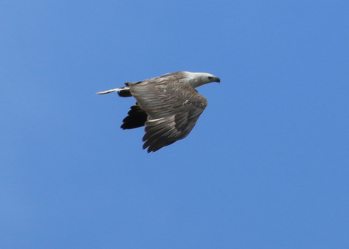 White-bellied Sea-Eagle - Kg Waldon