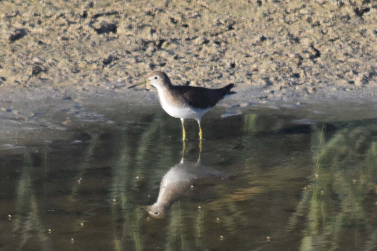 Solitary Sandpiper - ML177536601