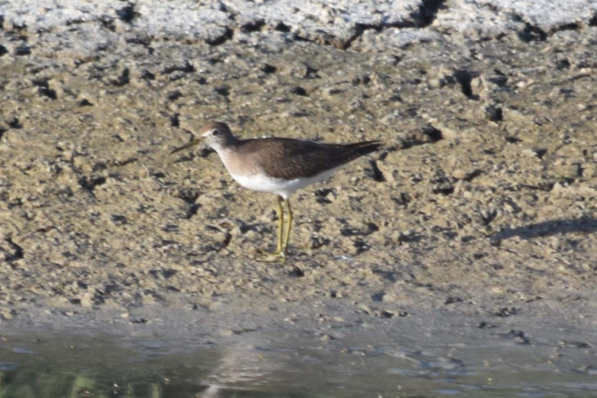 Solitary Sandpiper - ML177536951