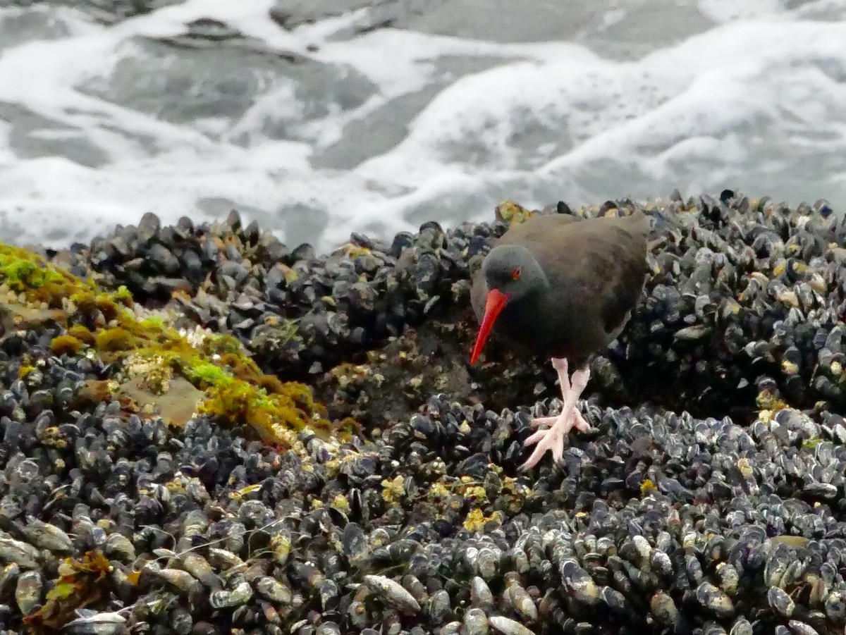 Black Oystercatcher - Barbara Coll