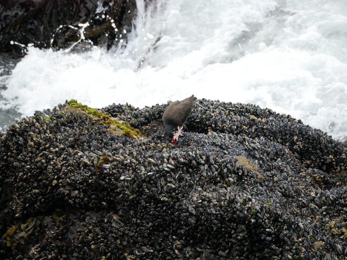 Black Oystercatcher - ML177537261