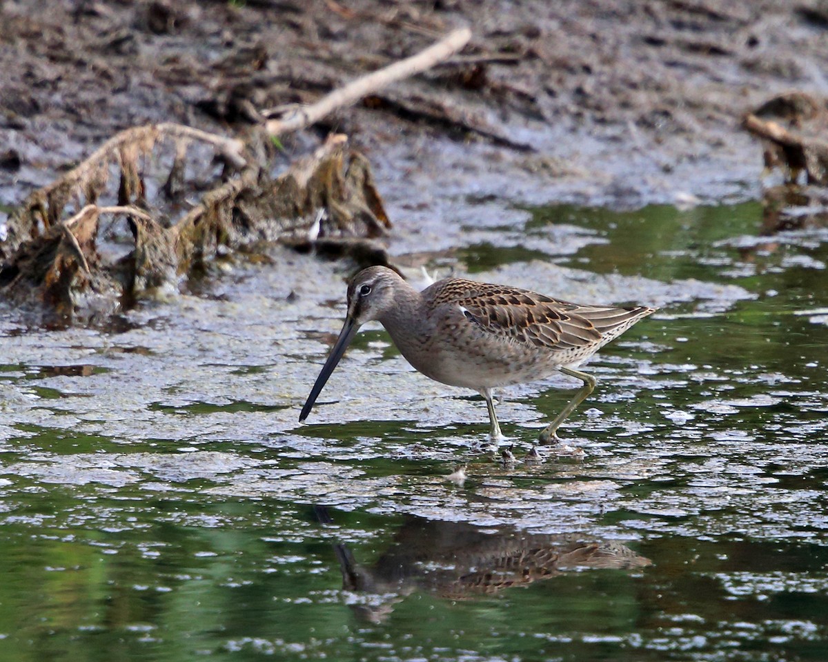 Long-billed Dowitcher - ML177537821