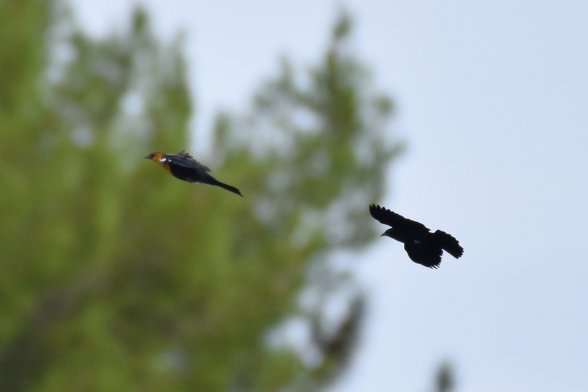 Yellow-headed Blackbird - Naresh Satyan