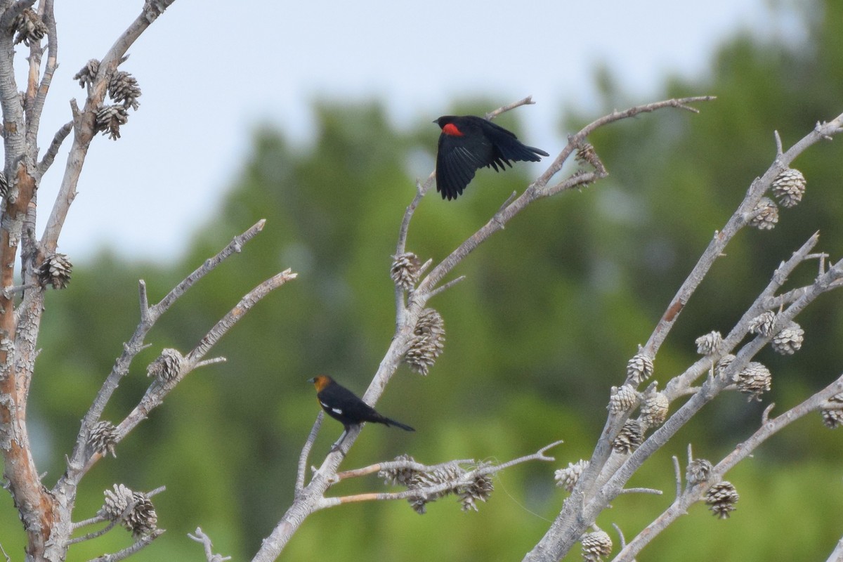 Yellow-headed Blackbird - ML177537961