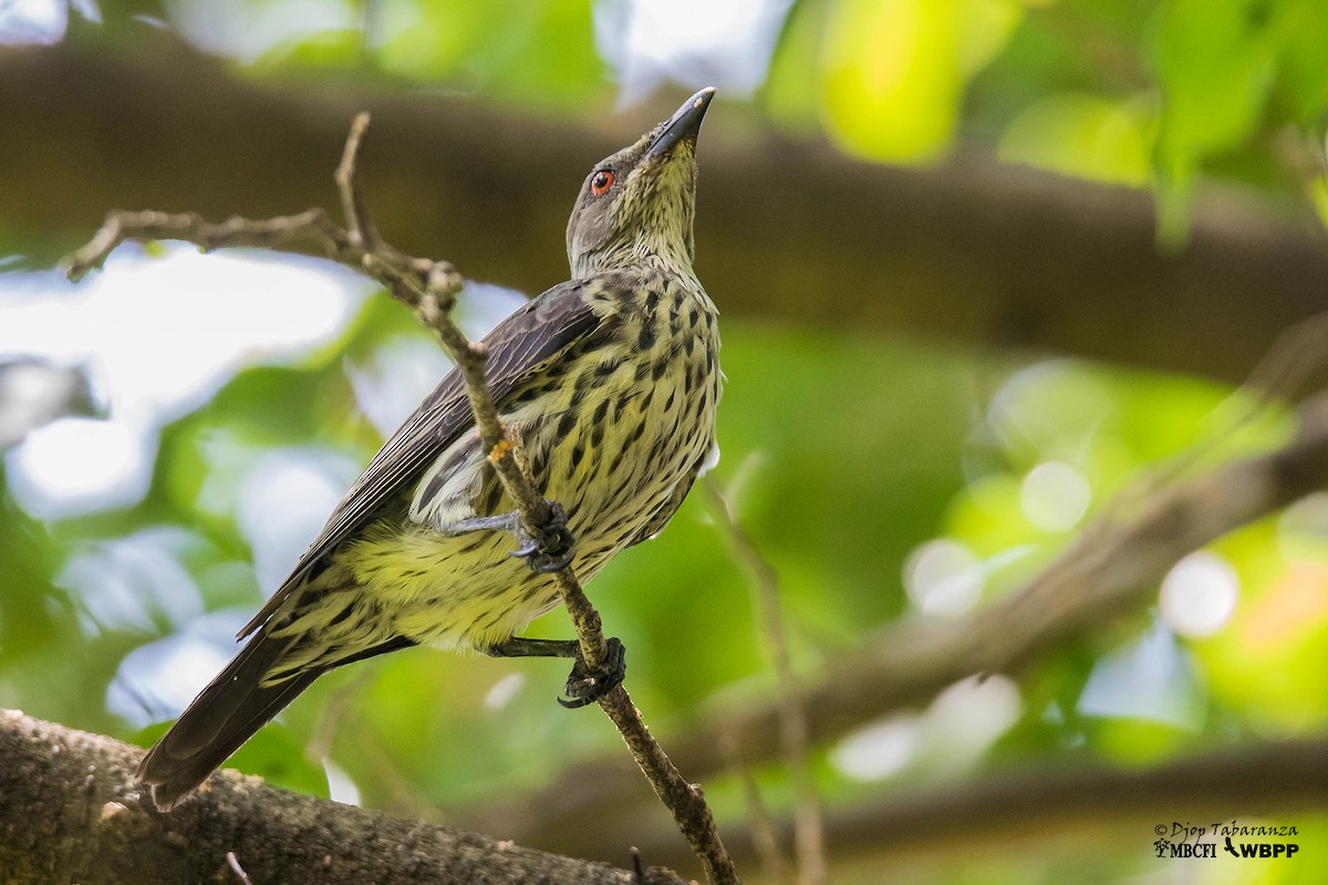 Asian Glossy Starling - ML177539711