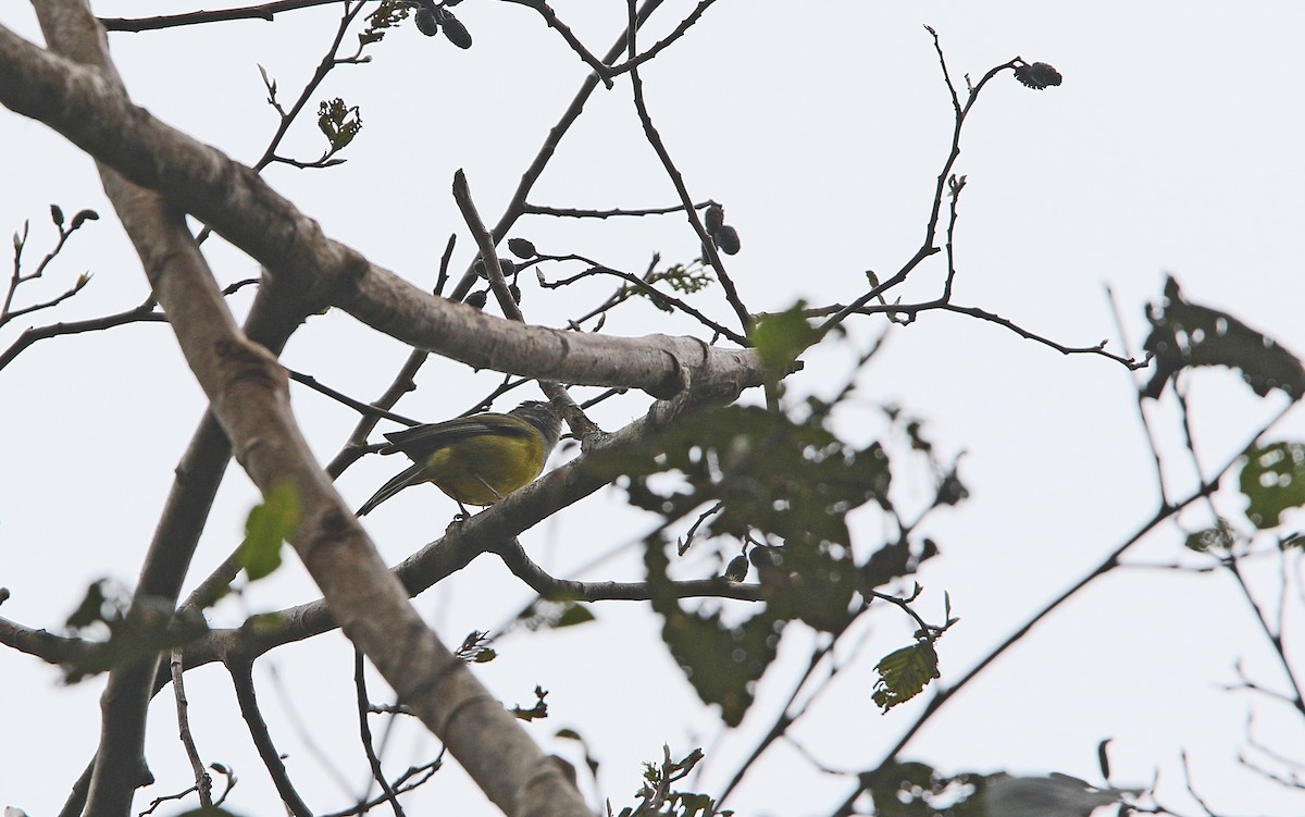 Gray-hooded Bush Tanager - ML177539781