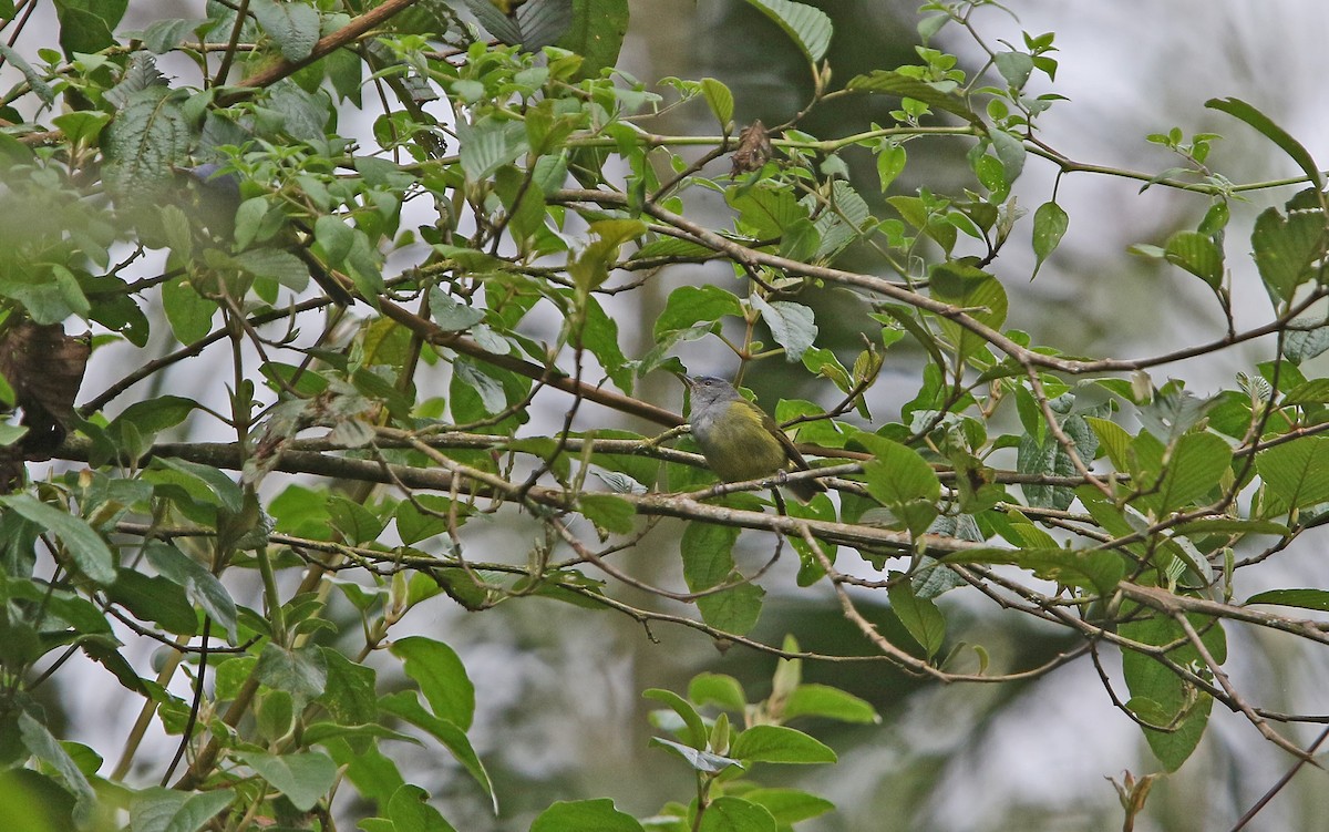 Capped Conebill - Christoph Moning