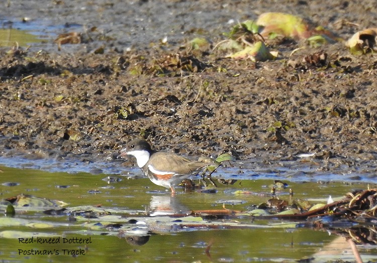 Red-kneed Dotterel - ML177540941