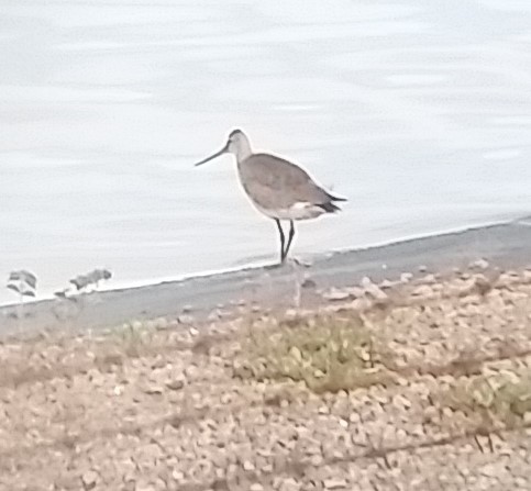 Hudsonian Godwit - ML177540971