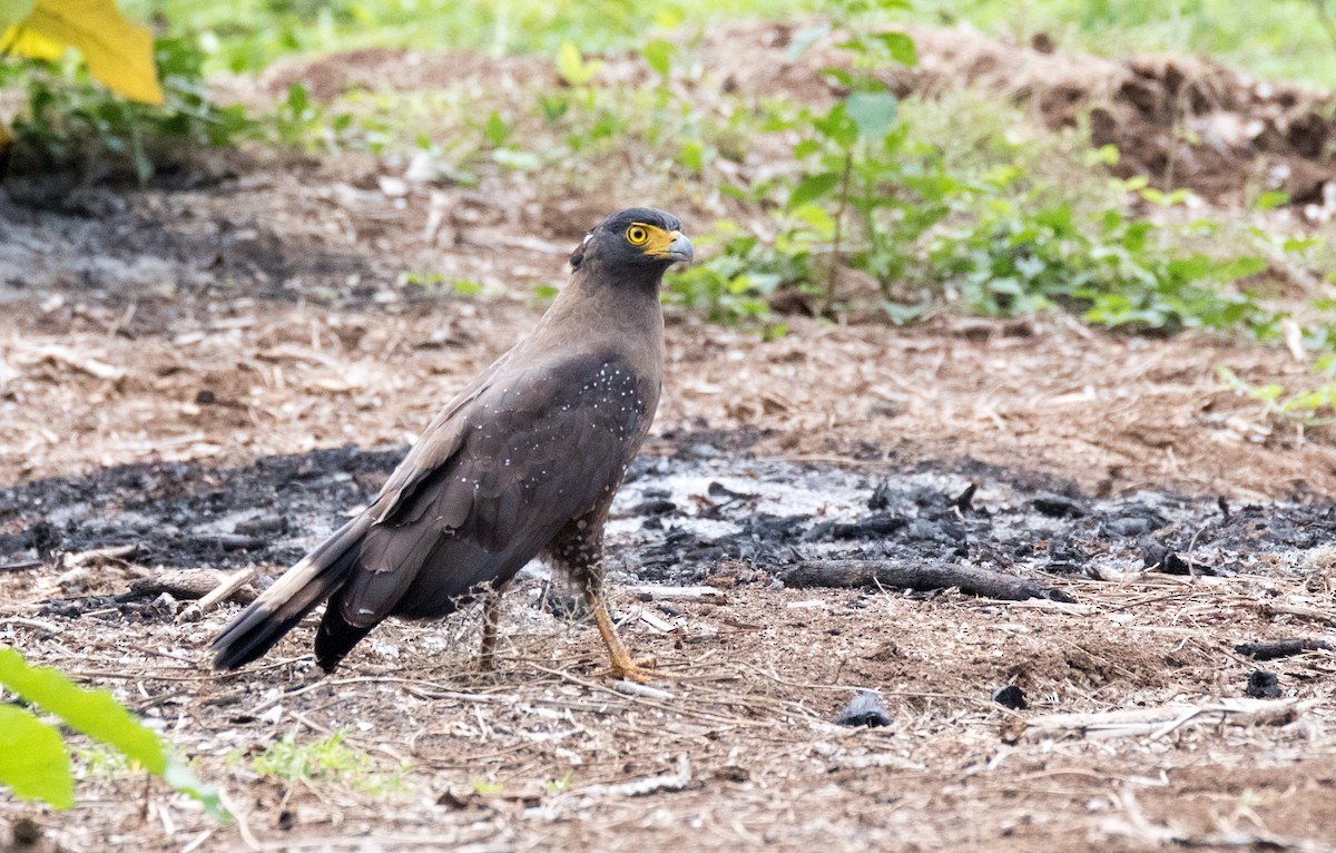 Crested Serpent-Eagle - ML177541371